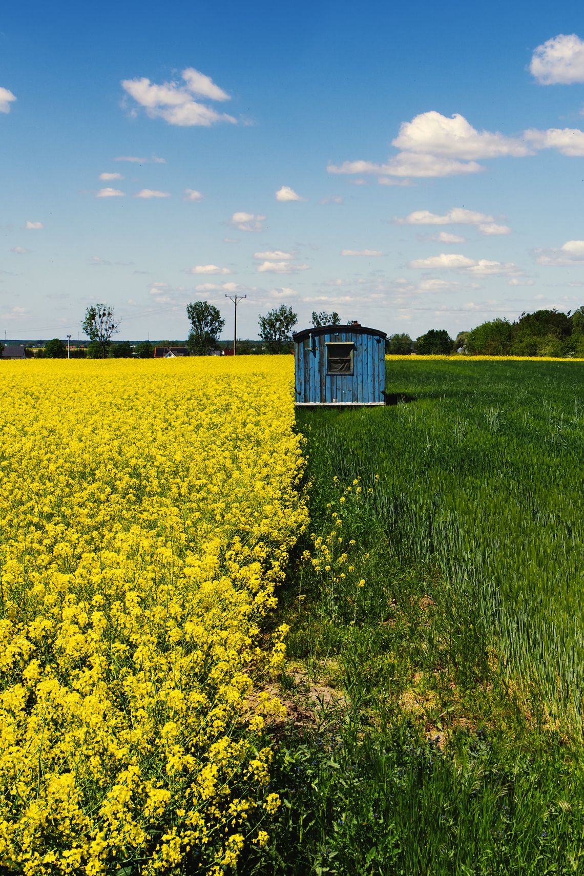 Niebieski kontener stojący na granicy pomiędzy polem rzepaku, a łąką.